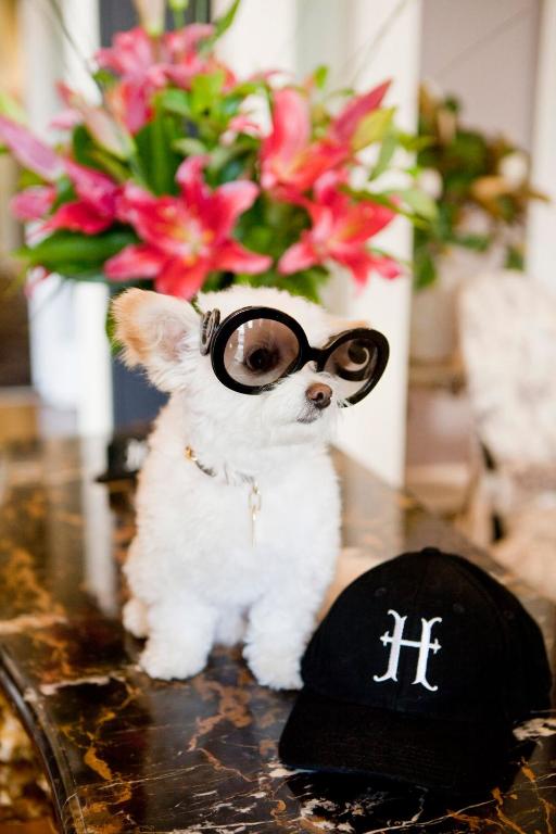 Enjoy The Hughenden Boutique Hotel, Hotel, in Woollahra, Greater Sydney, a perfect accommodation for dogs for relaxation.