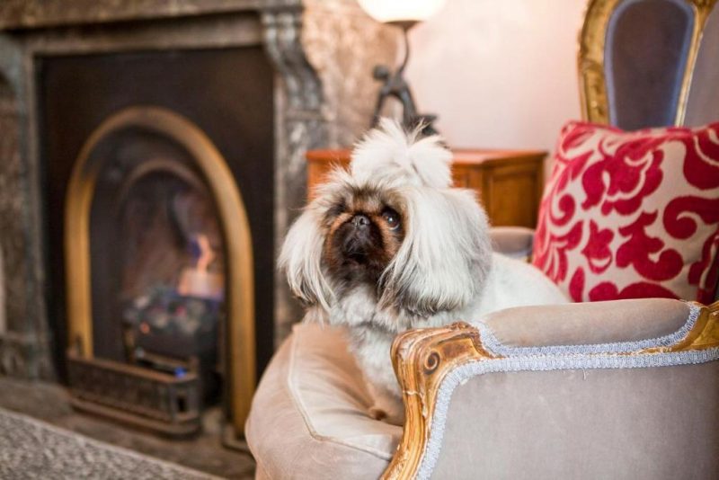 Enjoy The Hughenden Boutique Hotel, Hotel, in Woollahra, Greater Sydney, a perfect accommodation for dogs for relaxation.