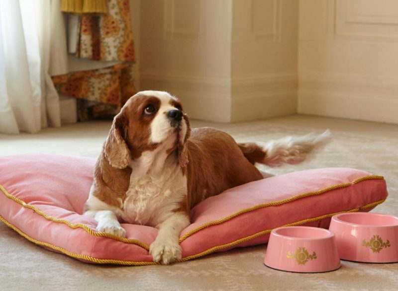 Plan your stay at The Langham Sydney, a Hotel located in Sydney CBD, Greater Sydney, ideal for a accommodation for dogs.