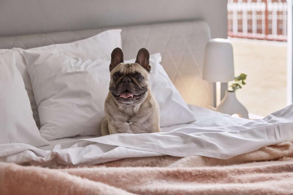 The Ultimo, located in Sydney CBD, Greater Sydney, offers pet-friendly stay options with outstanding amenities.