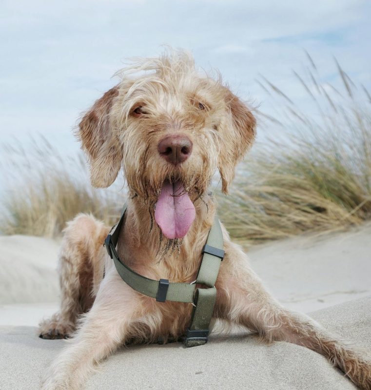 Scruffy dog relaxing on a sandy pet-friendly beach, perfect for a holiday with dogs in NSW