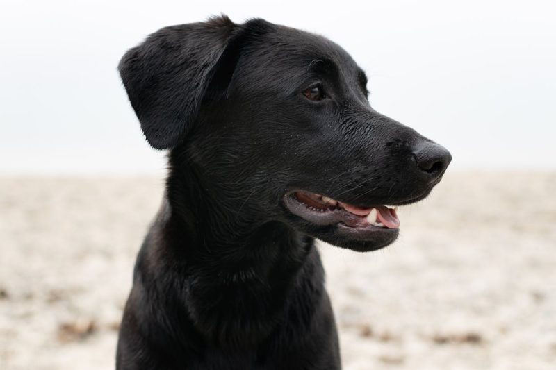 Black Labrador enjoying an off-leash beach, the perfect spot for a holiday with dogs in NSW