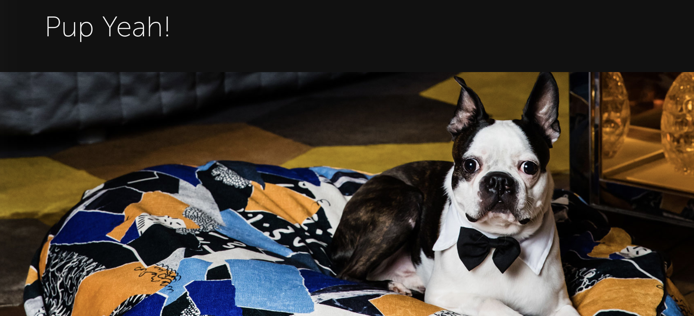 Boston Terrier in a bow tie lying on a colorful dog bed in a stylish room at QT Sydney, a luxury dog-friendly hotel offering puppy-friendly accommodation and pet-friendly stays in NSW.