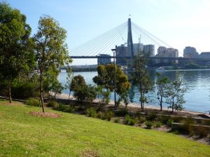 Dogs enjoying off-leash play at Blackwattle Bay Park in Sydney.