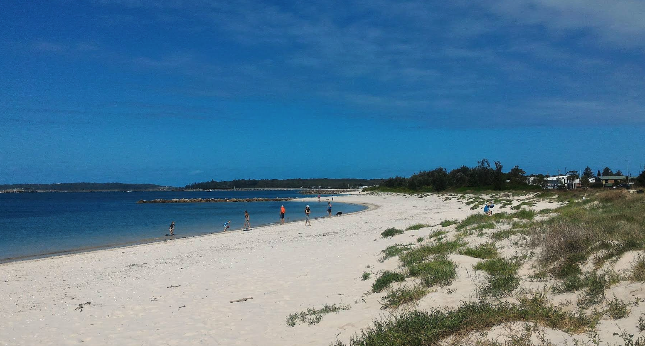 Dogs playing on the sand and paddling in shallow water at Silver Beach dog-friendly area in Kurnell, with views over Botany Bay.