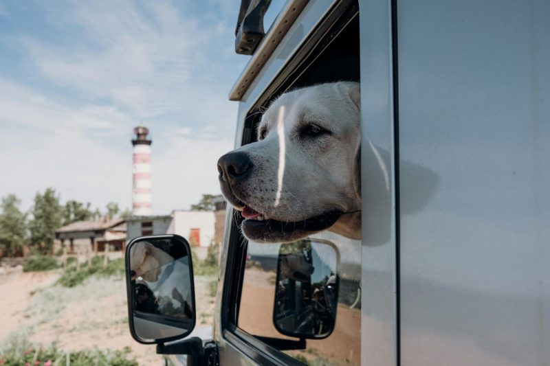 Dog looking out of a car window during a road trip, enjoying the breeze and view