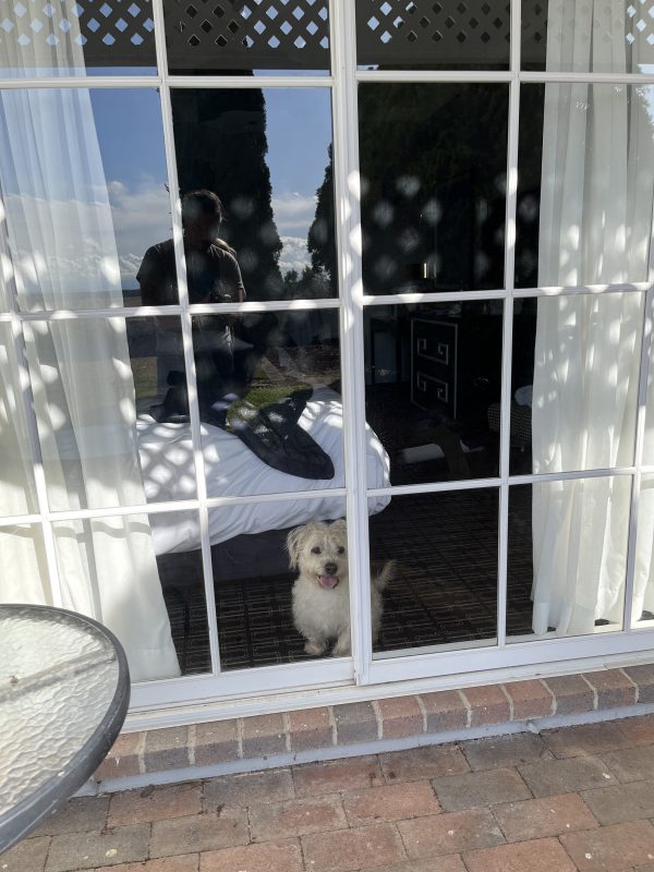 Dog looking out of a hotel window in a dog friendly room.