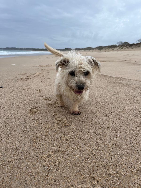 Dog playing fetch on a dog-friendly Australian beach.