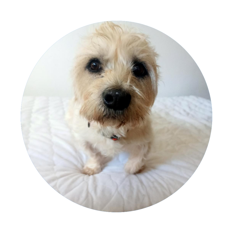 Eliza, a small scruffy rescue dog with a signature mohawk, sitting outdoors and looking alert and curious.