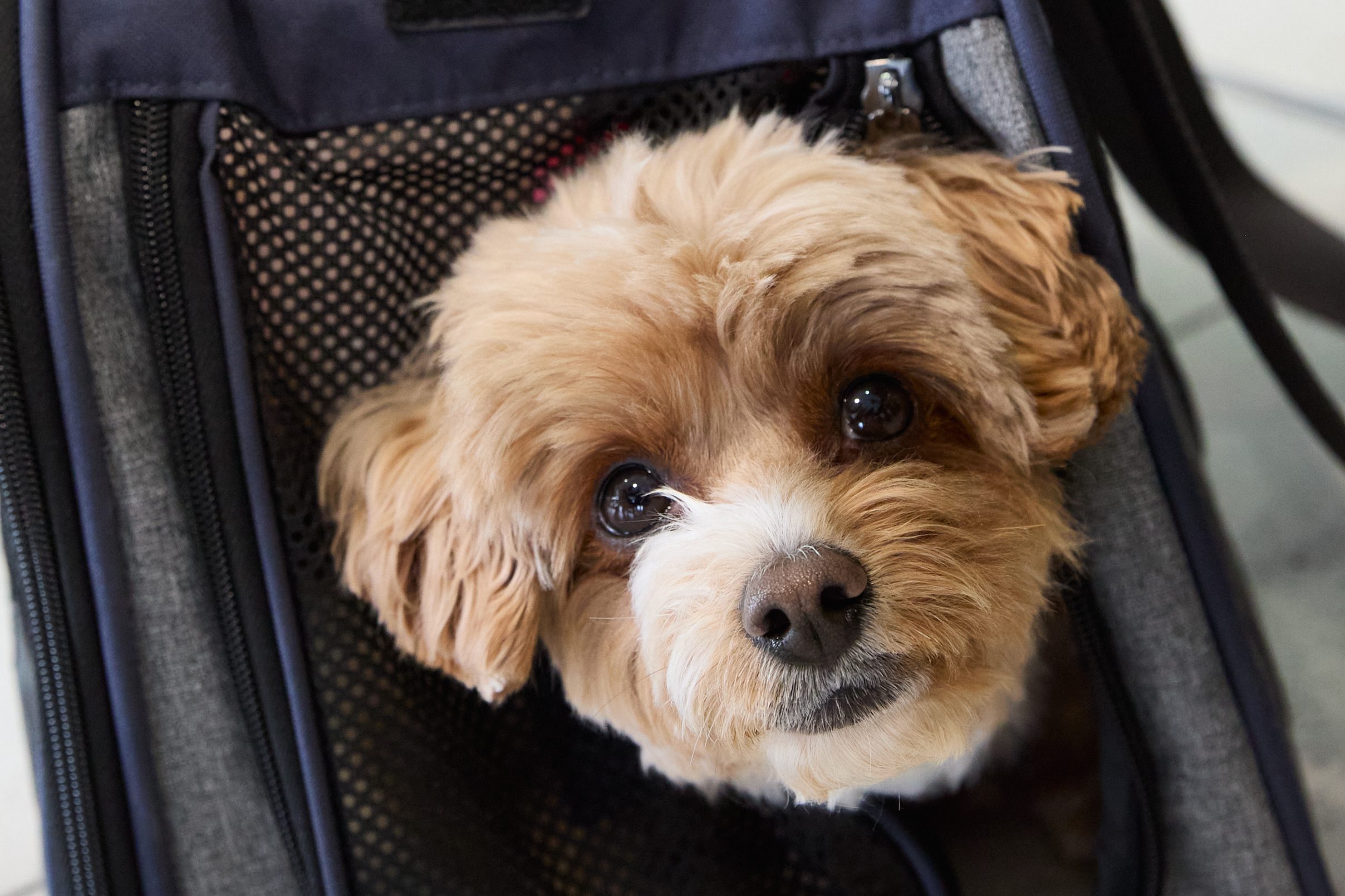 Small dog sitting inside an airline-approved pet carrier ahead of Virgin Australia’s new pets in cabin flights.