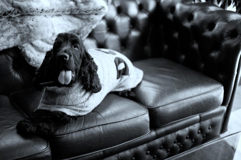 Dog in a cosy coat relaxing on a leather sofa at The Blue Hotel Bondi, a pet friendly boutique stay in Sydney.