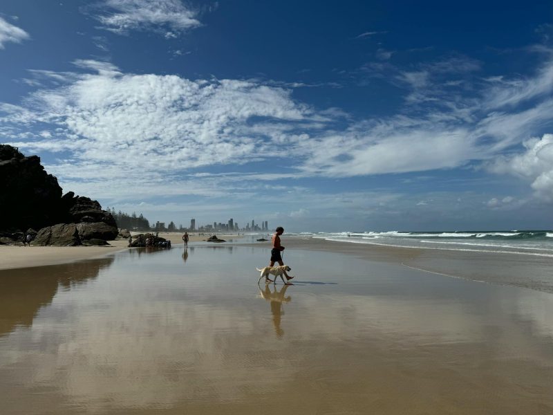 Person walking a dog along a wide sandy beach on the Gold Coast, with city skyline and waves in the background.