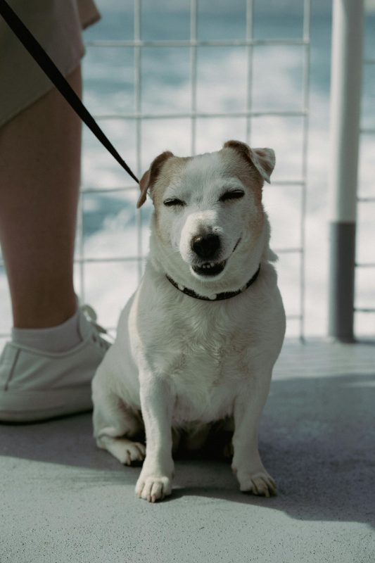 Small white and tan dog sitting on the deck of a ferry with eyes closed, appearing to smile while on a leash.