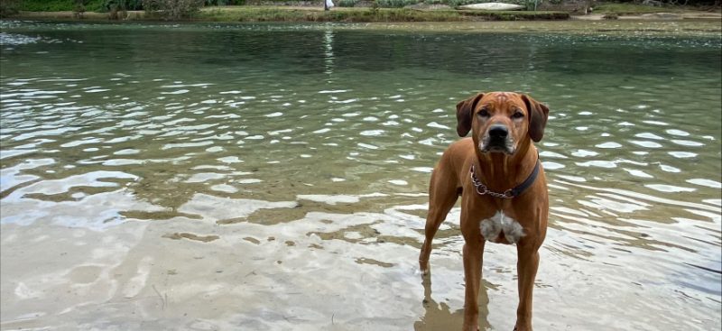 Dog standing in shallow water at Manly Lagoon, a popular dog friendly beach in Sydney’s Northern Beaches.