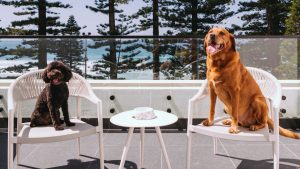 Two dogs sitting on a balcony at Manly Pacific MGallery hotel with sweeping ocean views of Manly Beach.