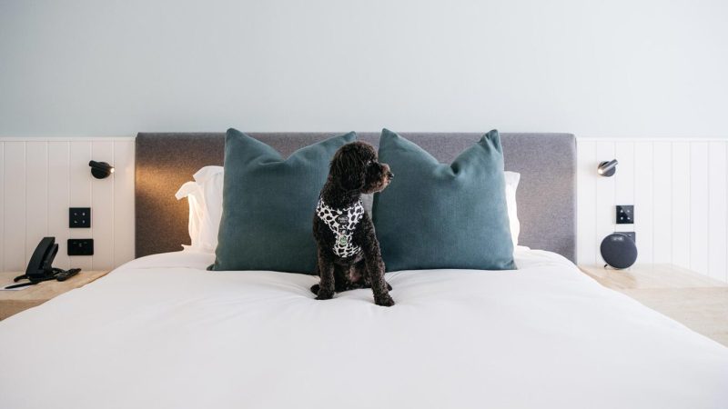Dog enjoying room service treats at Manly Pacific MGallery, a pet friendly hotel in Manly, Sydney.