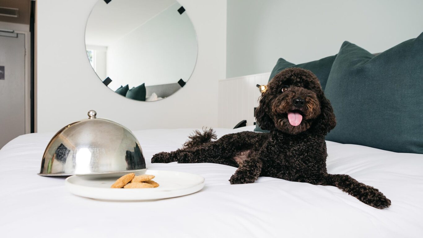 Dog relaxing on a king bed at Manly Pacific MGallery, a pet friendly accommodation in Sydney’s Manly Beach.