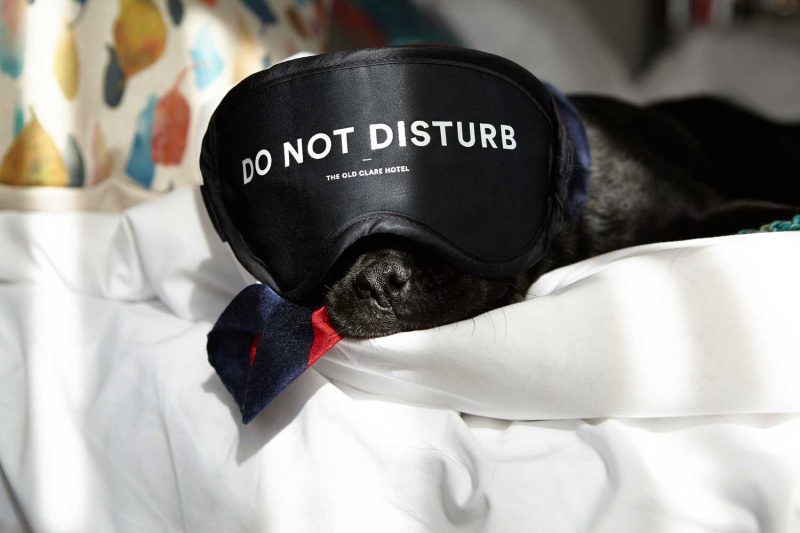 Dog resting on a hotel bed wearing a Do Not Disturb eye mask at The Old Clare Hotel in Surry Hills.