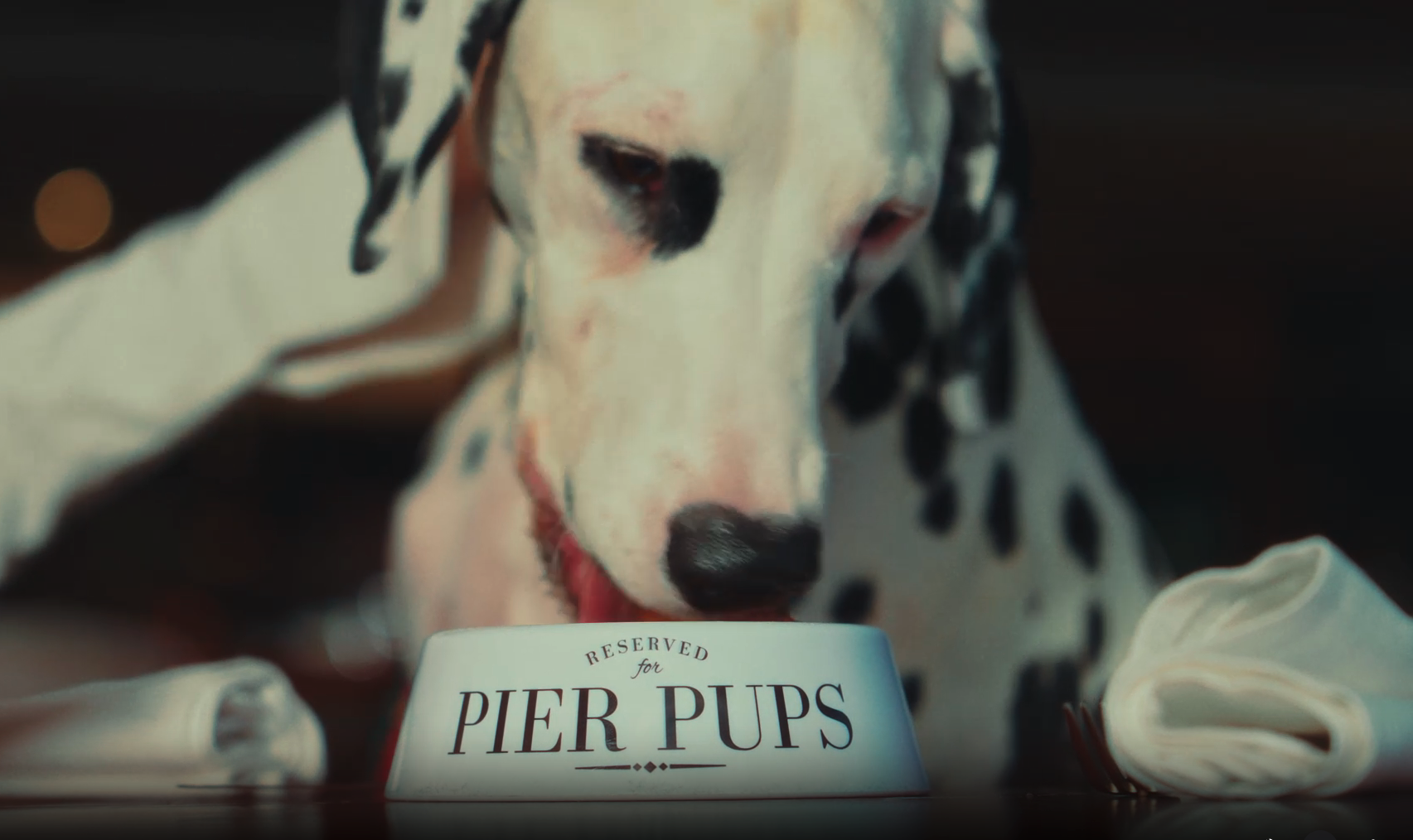 Dalmatian dog enjoying a meal from Pier Pups dining bowl at Pier One Sydney Harbour hotel.