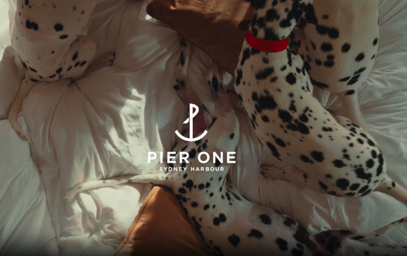 Dalmatians relaxing on the bed at Pier One Sydney Harbour, a pet friendly luxury hotel.