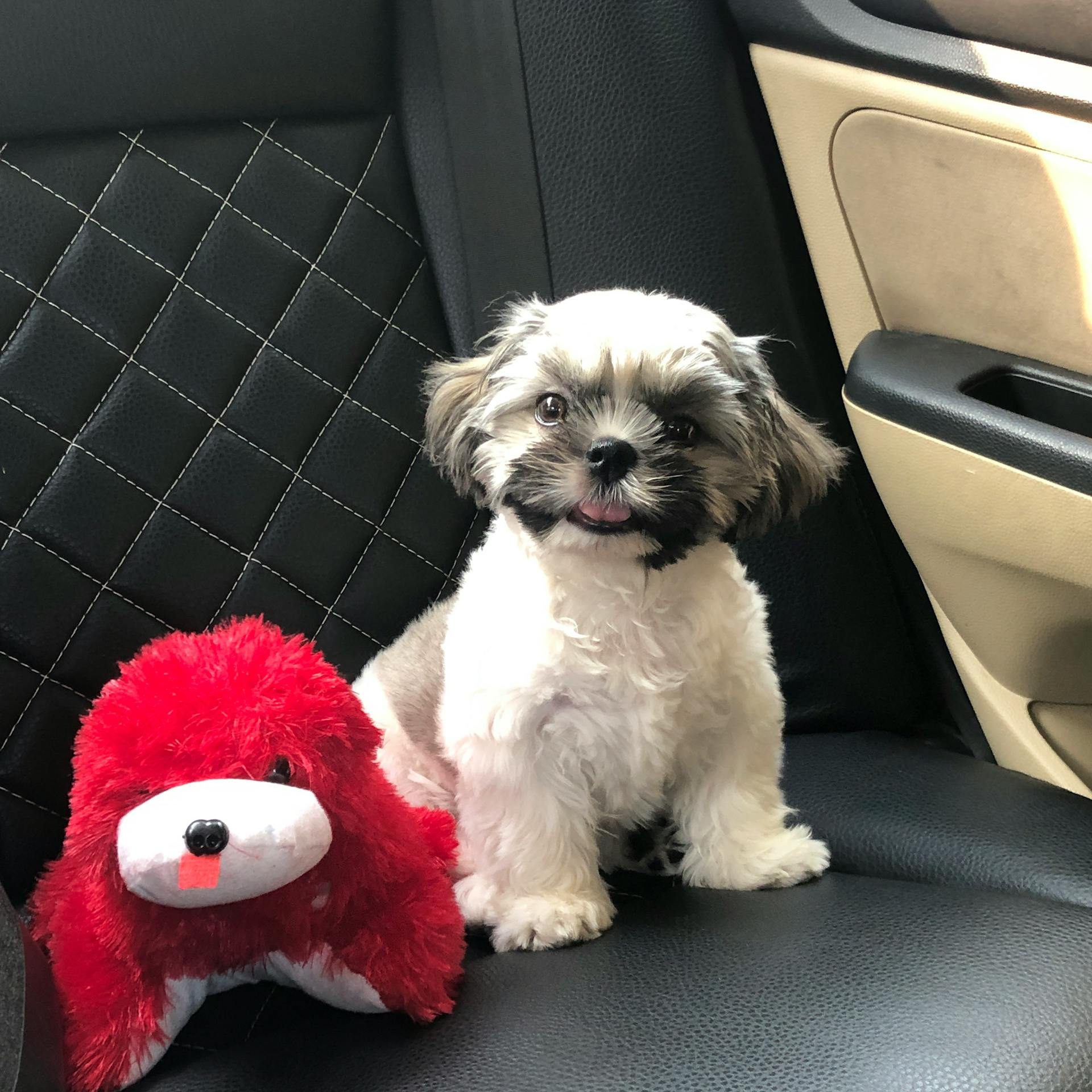 Small fluffy puppy sitting on a car seat beside a red stuffed toy dog, looking happy with its tongue out.