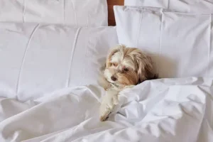 Dog relaxing under the covers at The View Hotel North Sydney, a dog friendly accommodation.
