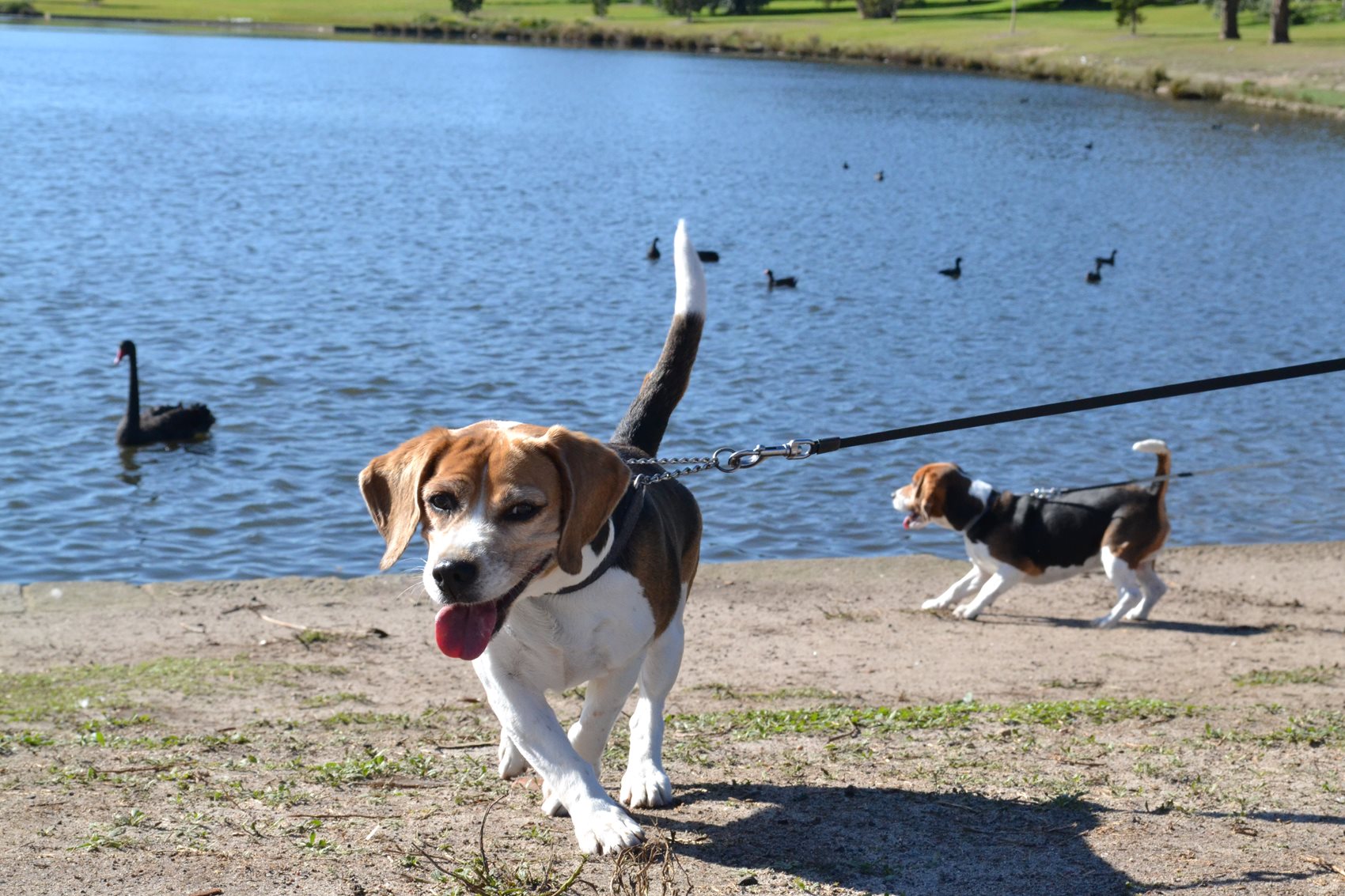 Two dogs on leash by the pond at Centennial Parklands in Sydney, a popular dog friendly park with walking trails.