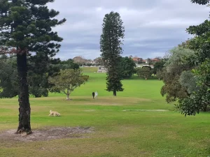 Dog walking on the grass at Queens Park Sydney, a large dog friendly park near Centennial Parklands.