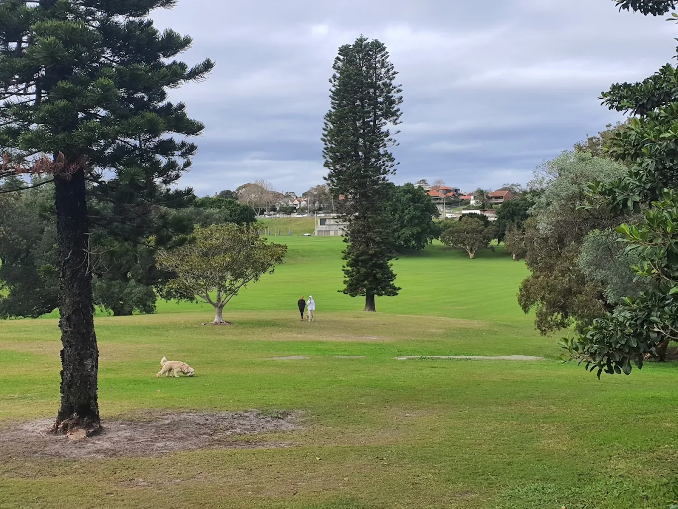 Dog walking on the grass at Queens Park Sydney, a large dog friendly park near Centennial Parklands.