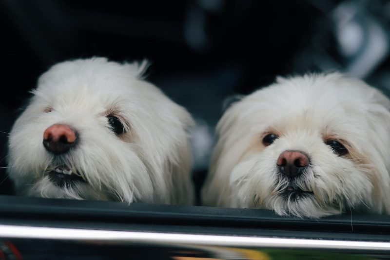 Two small white dogs peering over a car door on a dog-friendly road trip in Australia — Pawtripper, travelling with dogs.